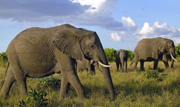 African Elephant trapped in a Pit full of Water