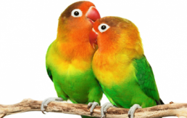 Paramount Factors Influencing the Breeding Performance of Lovebird