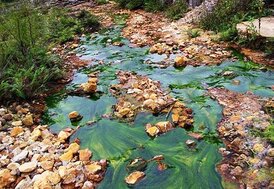 Heavy Metals Contaminated Wildlife Habitat